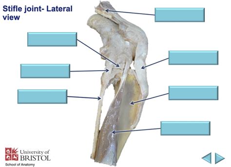 STIFLE joint - lateral view Diagram | Quizlet