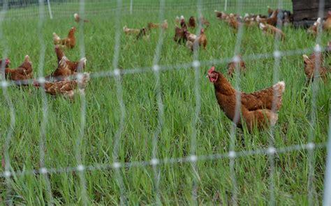 On Pasture Raised Chicken Bluestem Farm Organic Vegetables And