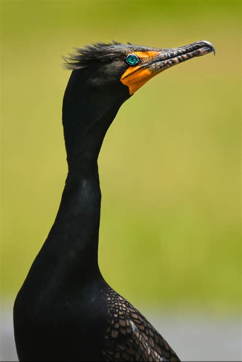 Double Crested Cormorant Outdoor Alabama