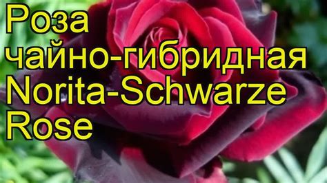 Роза чайно-гибридная Норита Шварц. Краткий обзор, описание ...