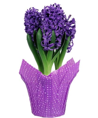 Premium Hyacinth Bulbs - Assorted, 1 ct / 1.5 qt - Kroger