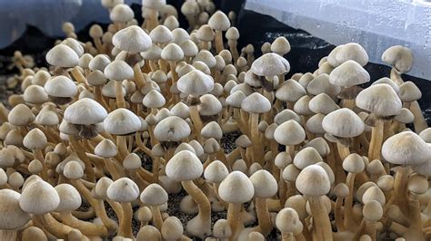 How To Make A Monotub Fruiting Chamber GroCycle