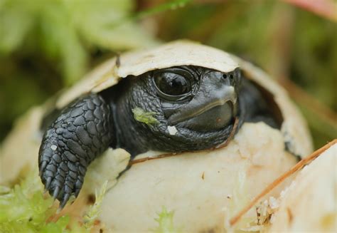 Bog Turtle | Defenders of Wildlife