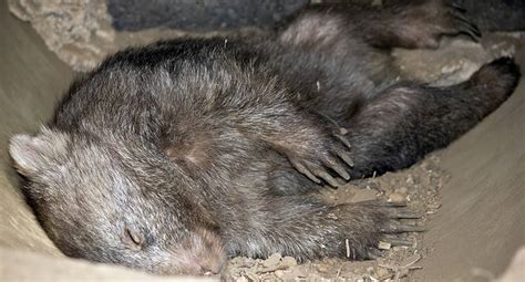 Baby Wombat: 10 Pictures and 10 Incredible Facts - A-Z Animals