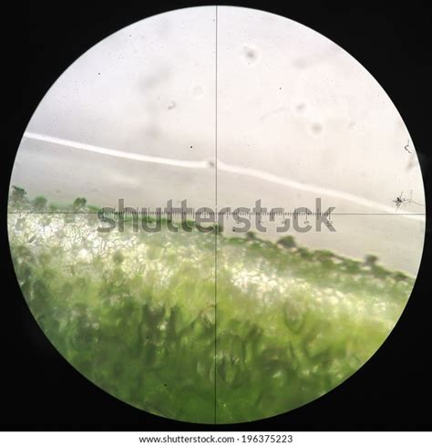 Microscopic Transverse Section Stem X100 Showing Stock Photo 196375223 | Shutterstock