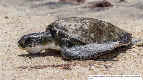 México logra avances en la conservación de las tortugas marinas que