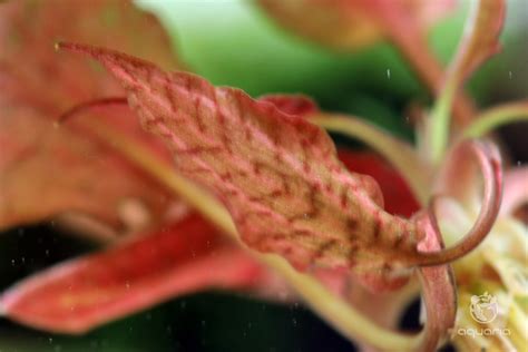 Cryptocoryne Nurii Rosen Maiden Online Aquaria