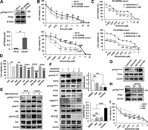 Egfr And Ptk2 Co Inhibition Induce Apoptosis In Pc 9pem Clone1 A