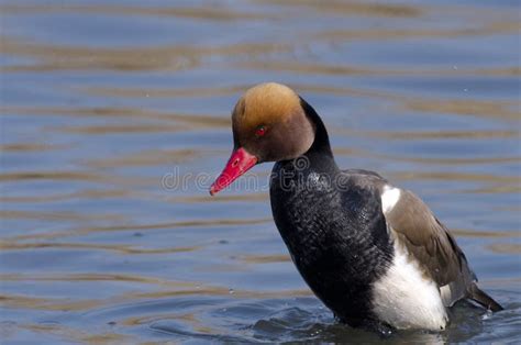 Male Red Crested Pochard Stock Photo Image Of Wetlands 27256148