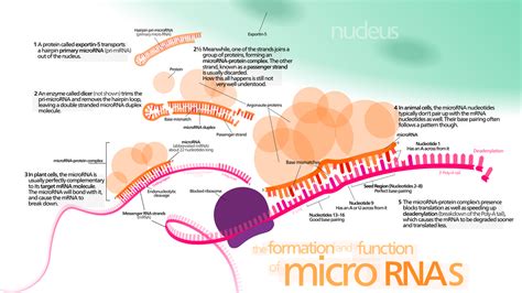 Análisis De Miarn Y Arn Pequeños Next Generation Sequencing Wiki Fandom