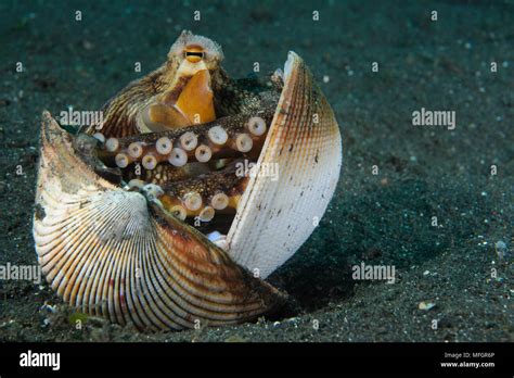 A Coconut Octopus Amphioctopus Marginatus A Species That Gathers