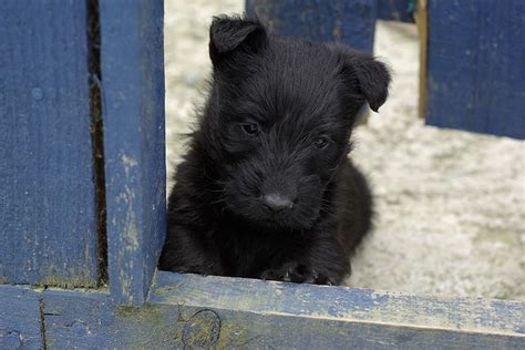 scottie dog puppies | Scottie puppies, Scottie dog puppy, Scottie dog