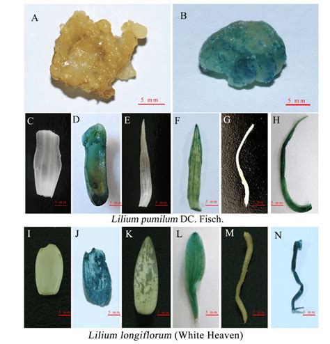 β glucuronidase GUS histochemical assays of transgenic plants A H