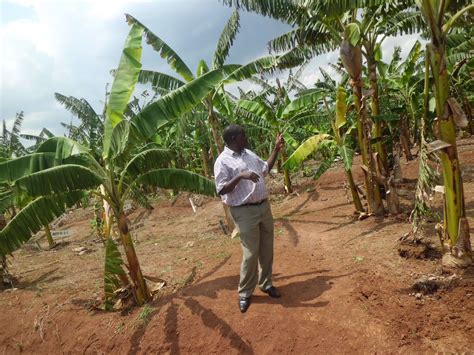 In Uganda, anti-GMO scare tactics even taint conventional hybrid crops