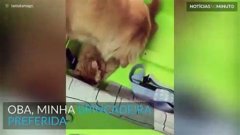 Cão e gato brigam por causa de mala Assista Vídeo Dailymotion