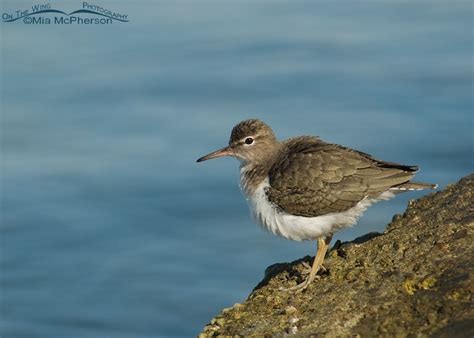 Shorebirds: Spotted Sandpipers – On The Wing Photography