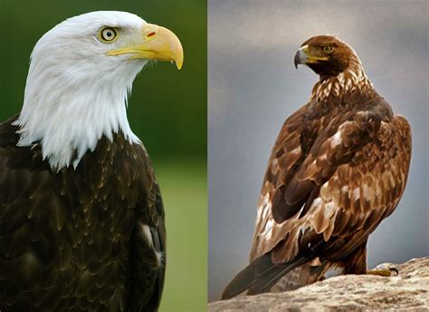 Bald And Golden Eagles Fws Gov