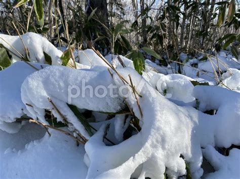 笹の葉に積もった雪 No 23065546｜写真素材なら「写真ac」無料（フリー）ダウンロードok