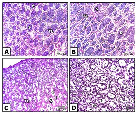 Photomicrograph Showing The Histological Features Of The Testis Of Nile