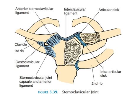 The Sternoclavicular Joint