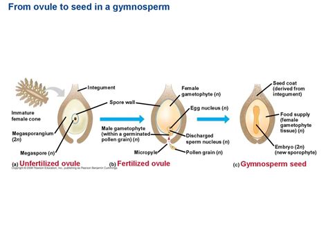 Plant Diversity Ii The Evolution Of Seed Plants Online Presentation