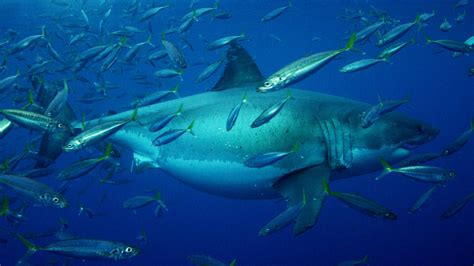 The Biggest Great White Ever Filmed Shark Week Discovery