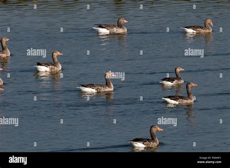 Greylag Goose Anser anser Oie cendrée Stock Photo Alamy