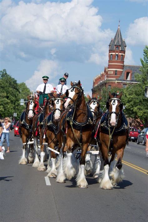 Budweiser hitch Chillicothe, Ohio 6/30/15 | Animals, Animals friends ...