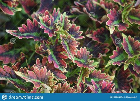 Coleus Scutellarioides Con Un Fondo Natural Foto De Archivo Imagen De