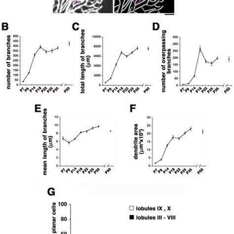 A The Percentage Of Multiplanar Purkinje Cells In Distinct Foliar