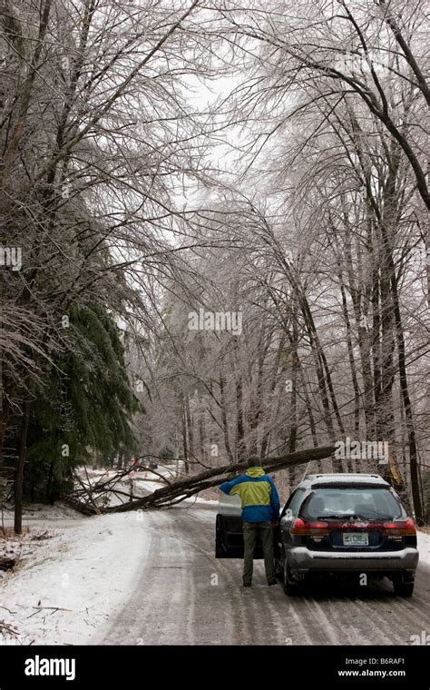 Tree Fallen Across Power Line And Road In Front Of Car In Winter Stock