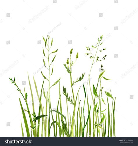 Watercolor Drawing Green Grass Decorative Herbal Stock Illustration ...