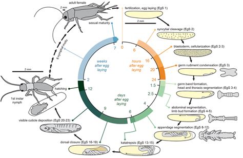 Cricket Life Cycle Diagram