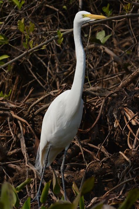 Grande Aigrette Ardea Alba Great Egret Gar A Branca Grande Ph Klrz