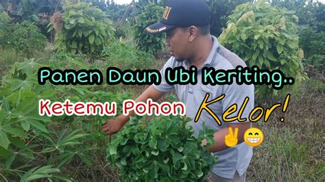 Panen Daun Ubi Singkong Keriting Ketemu Pohon Kelor Youtube