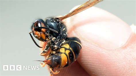 Search On For The Asian Hornet Queen Bbc News