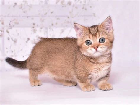 Munchkin Kitten For Sale Near Me Charlotte 10 Weeks Old