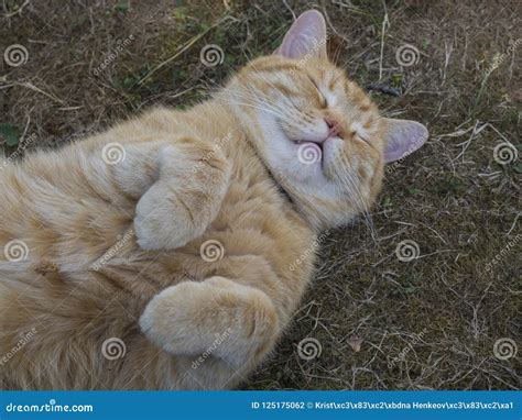 Gato De Gato Malhado Alaranjado Gordo Bonito Domesticado Que Encontra