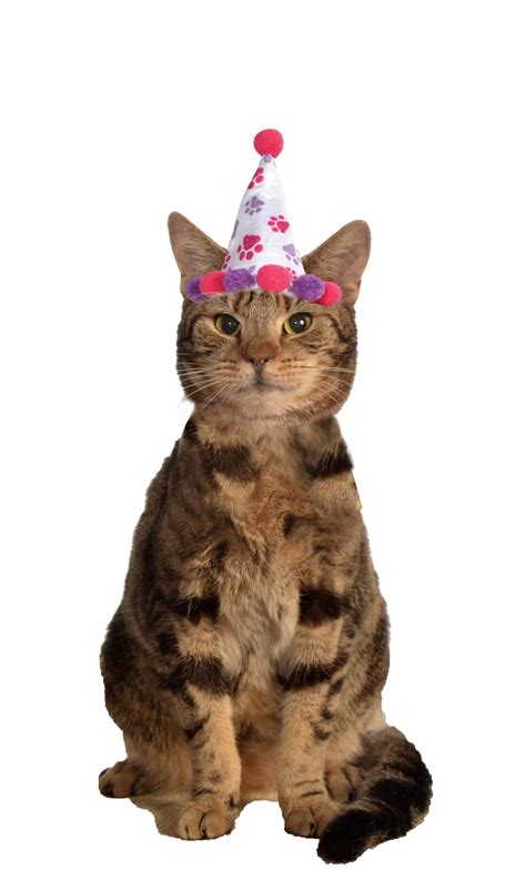 Birthday Girl Cat Hat - Pet Costume Center