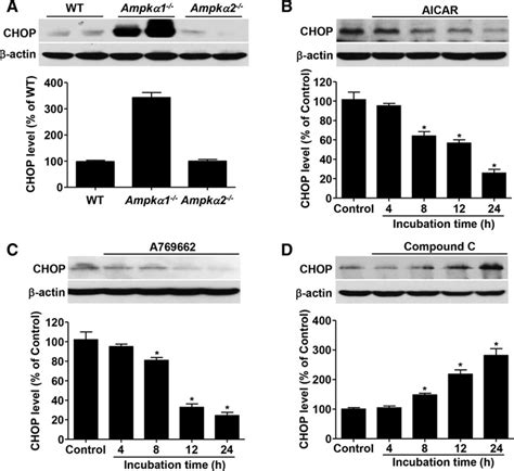 Phosphorylation Of Chop C Ebp Homologous Protein By The Amp Activated