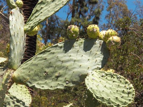 Free Images Sharp Fruit Stem Arid Desert Flower Thorn Dry