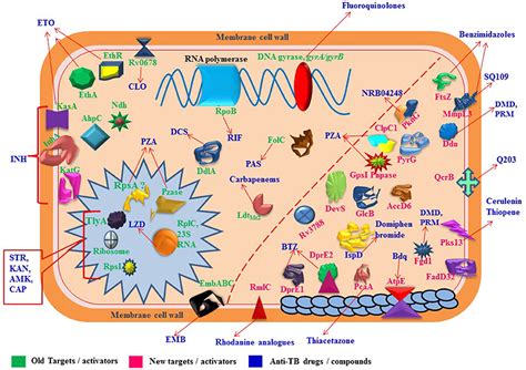 Frontiers Molecular Targets Related Drug Resistance Mechanisms In MDR