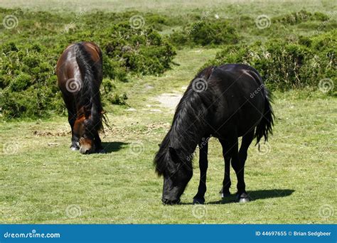 Dartmoor Pony Herd stock image. Image of granite, feral - 44697655