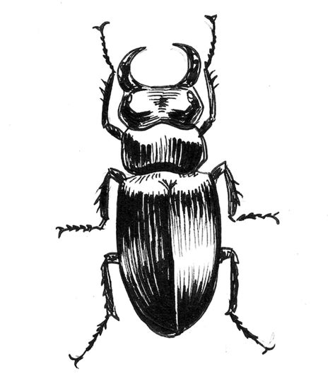 Premium Photo Big Beetle Insect Ink Black And White Drawing