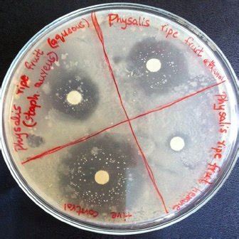 Antibacterial Assay Of P Minima Leaves Against C Amalonaticus