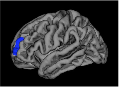 | Cortical thickness. | Download Scientific Diagram