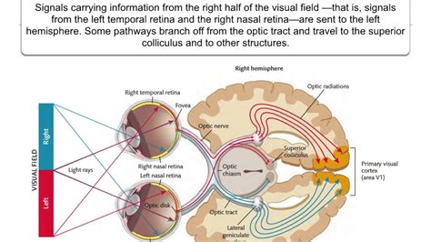 Eye Brain Diagram