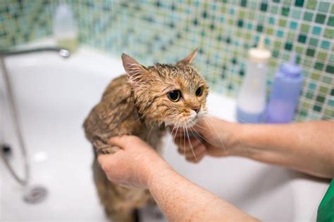 C Mo Ba Ar A Un Gato Que No Se Deja Consejos