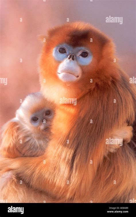 Snub nosed monkey hi-res stock photography and images - Alamy