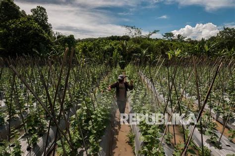 Petani Lebak Diminta Manfaat Dana KUR Kembangkan Kedelai Republika Online